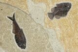 Green River Fossil Fish Mural With Diplomystus & Cockerellites #211225-6